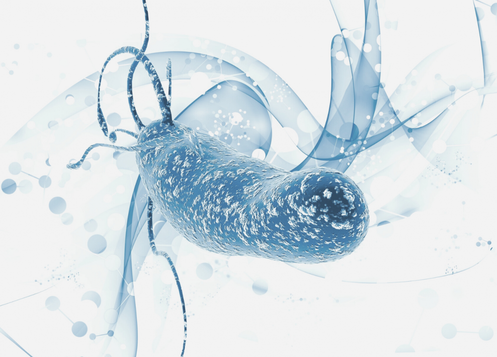 Helicobacter pylori